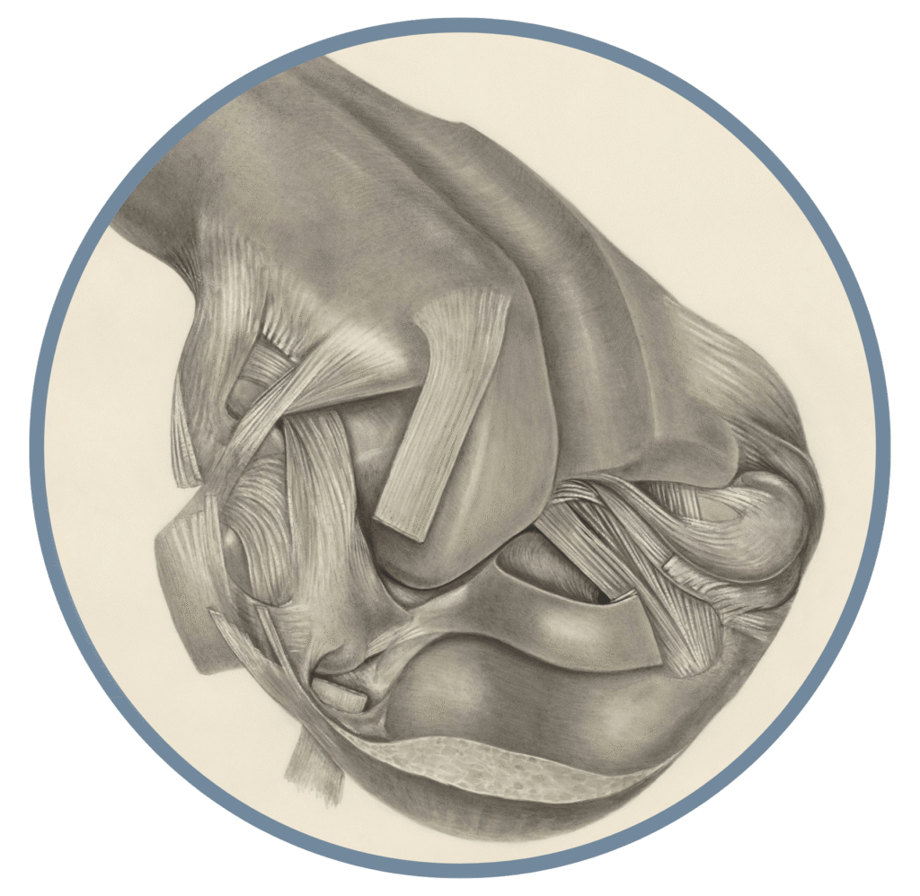 Image anatomique de l'arthrose du genou chez les patients consultant un physiothérapeute